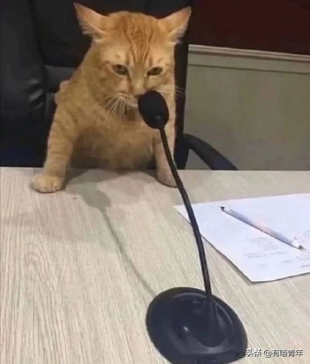 猫做核酸了么,猫核酸检测有必要做吗