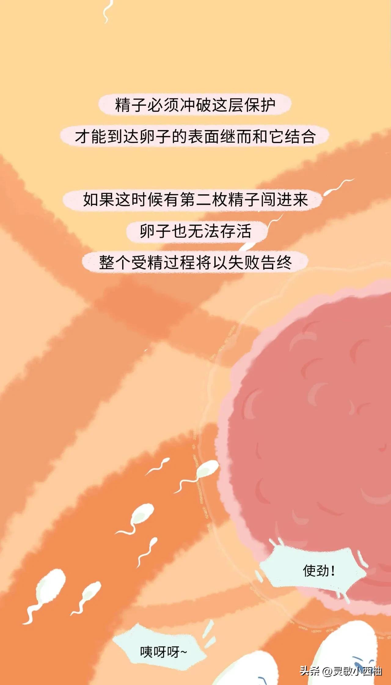 这就是精子进入女性体内的全过程，太神奇了！（漫画）