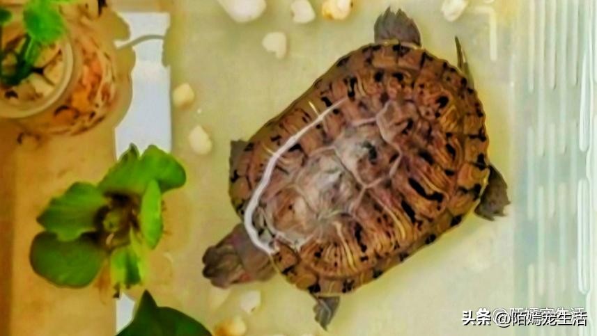 乌龟白眼病用红霉素软膏,白眼病乌龟干养还是水养