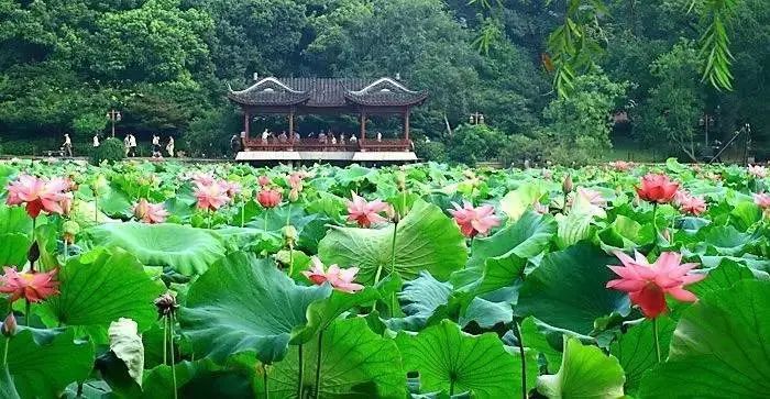 昔我往矣杨柳依依舞蹈视频,诗经昔我往矣杨柳依依视频