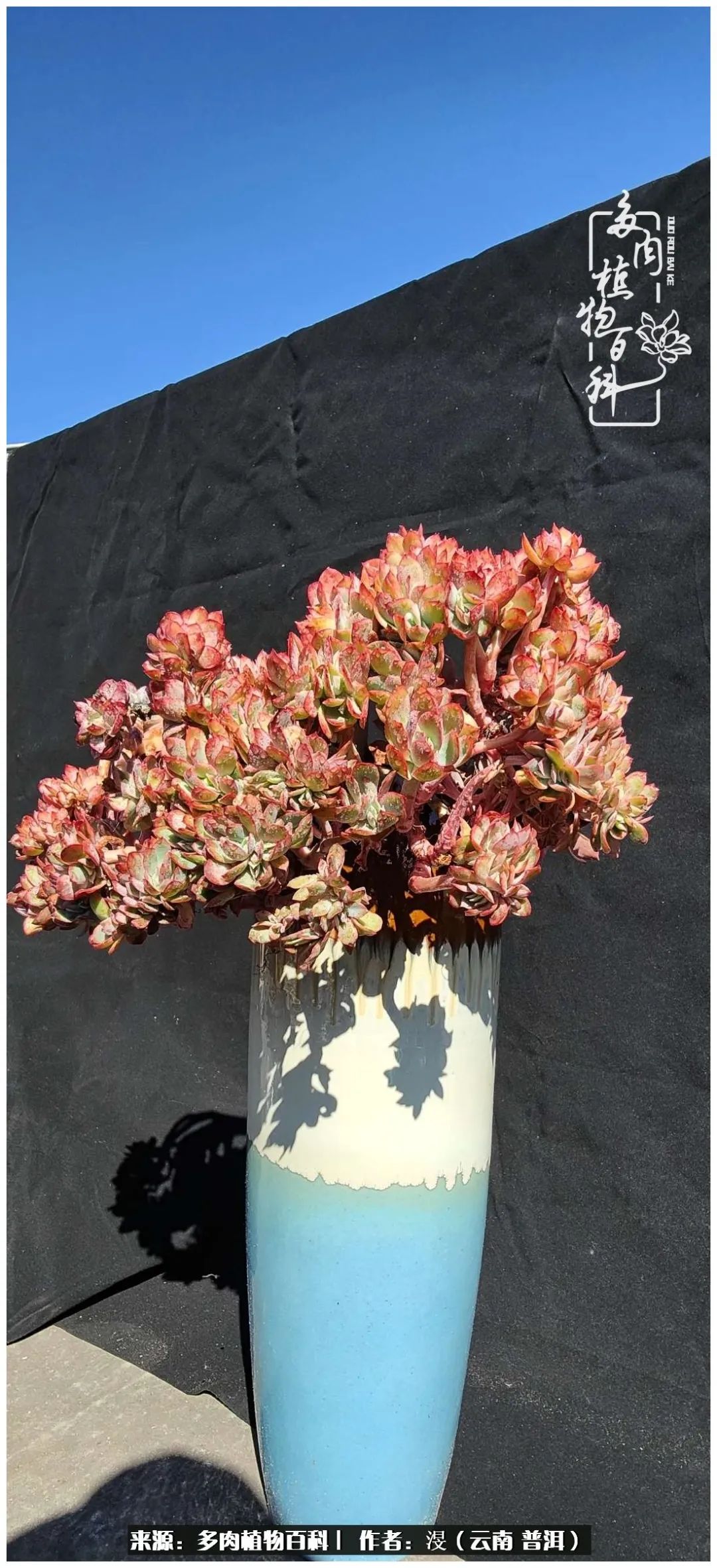 云南的冬天没有云！养肉七年，不谈得失，只论陪伴！