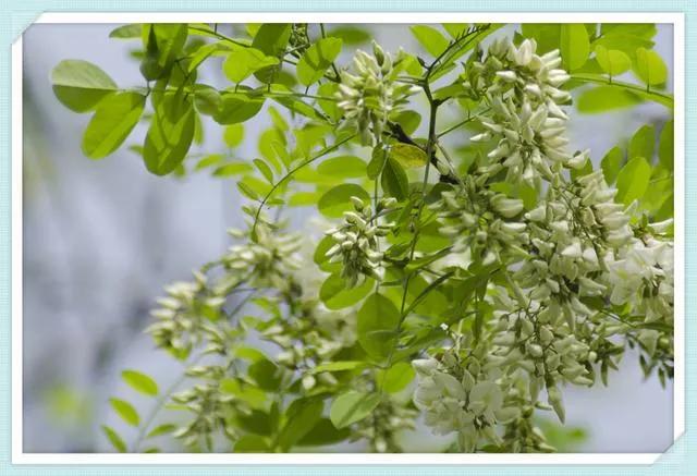 忆老家那棵洋槐树洋槐花盛开阵阵扑鼻香