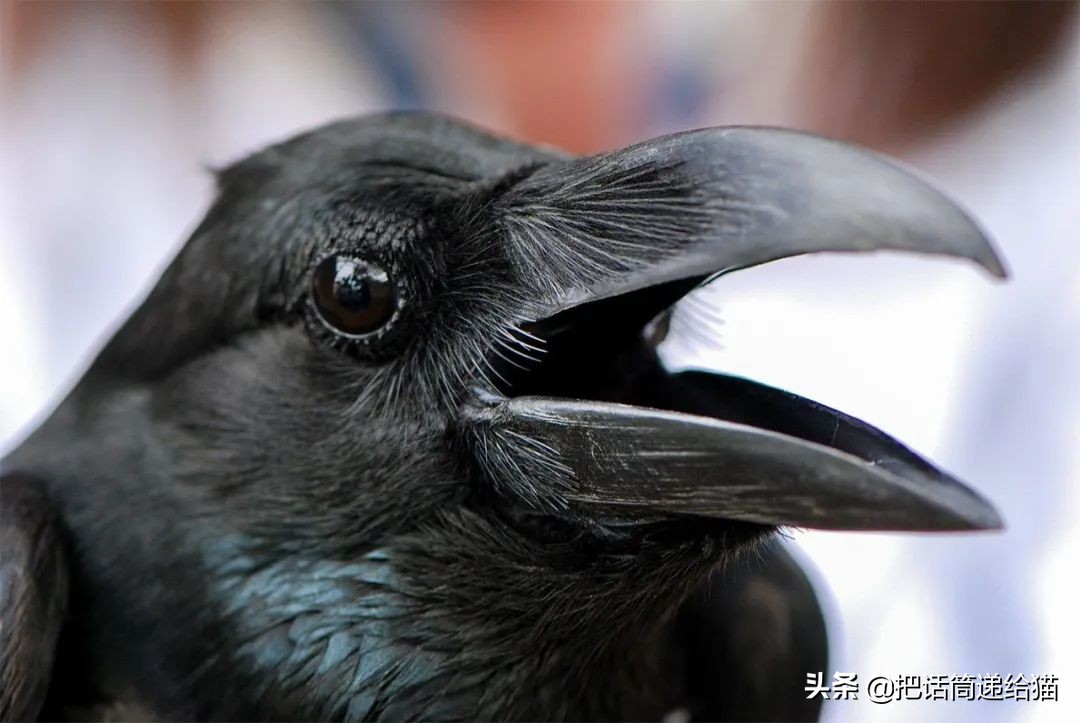 女孩救下一只差点被货车撞死的猫,小女孩救下乌鸦被夺走眼睛