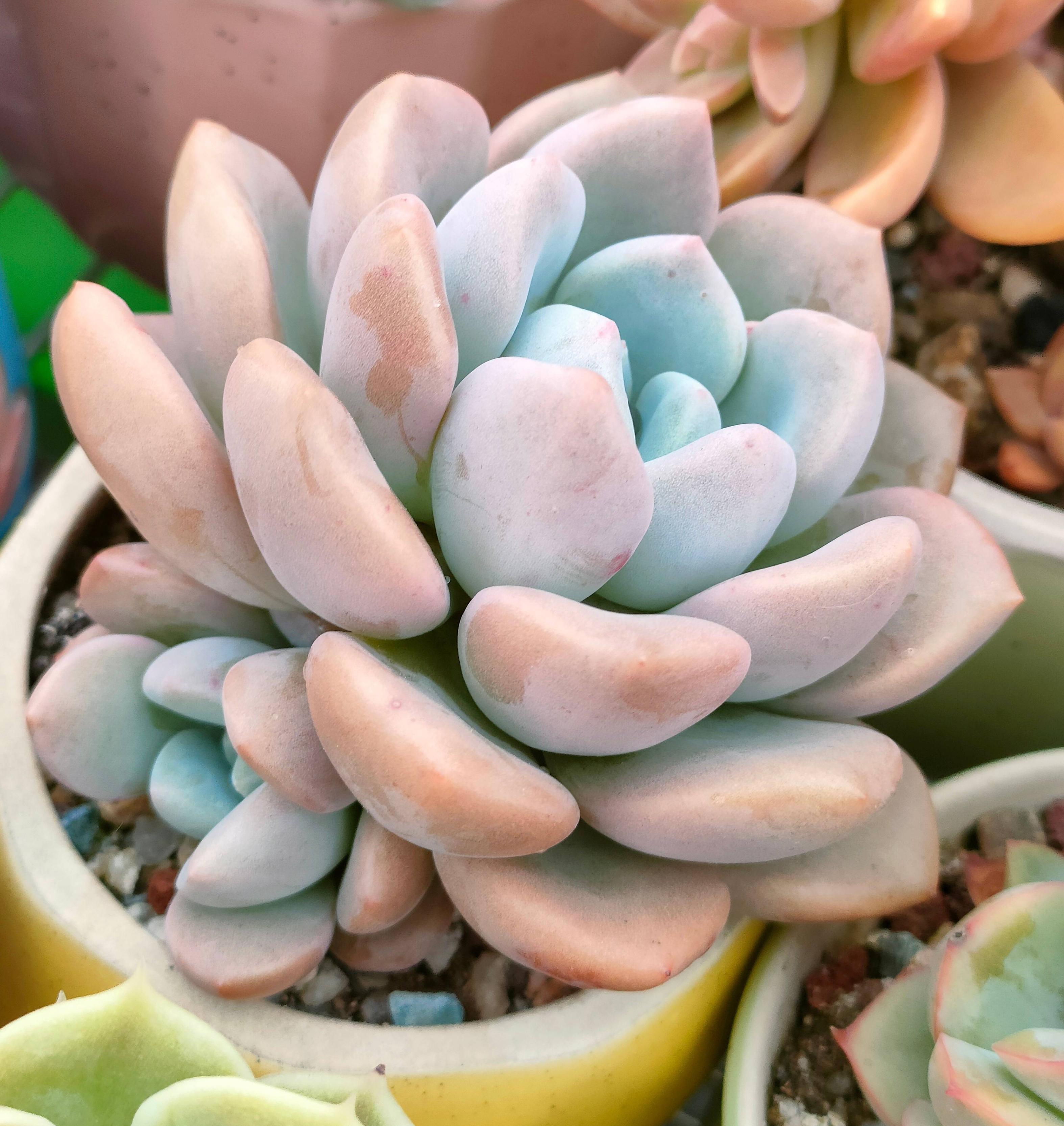 养多肉最简单的方法,多肉怎么养才能长得快又好还好看