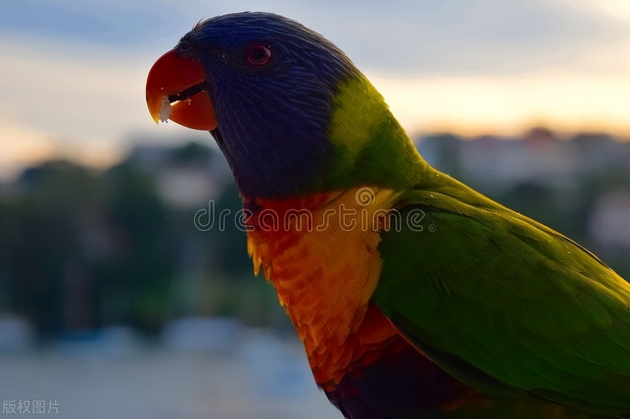 鹦鹉的眼睛有白膜肿起是什么问题,鹦鹉眼睛长白膜会自己恢复吗