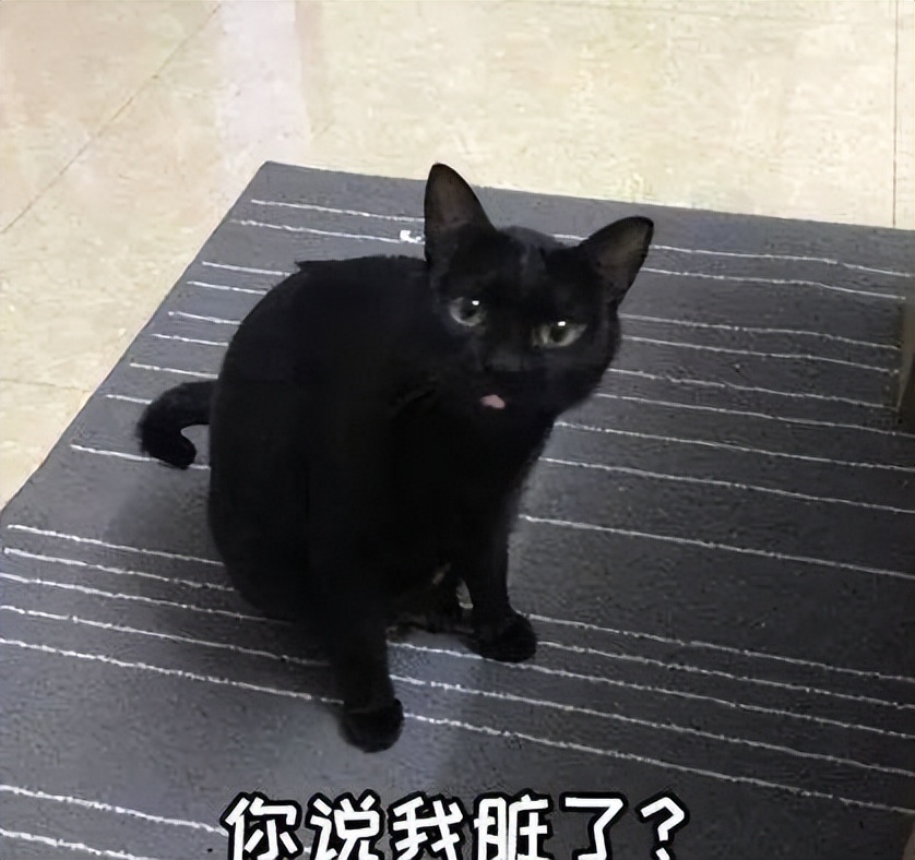 黑猫为什么被弃养,黑猫吃太多被弃养
