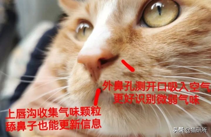 方圆3公里的母猫发情都知道！猫咪嗅觉能有多厉害？