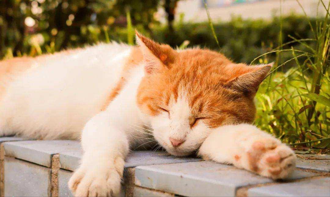 猫咪的一生最重要的事情,猫咪的生命终点