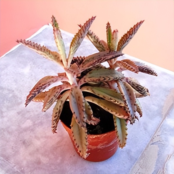 102个大类近500个多肉植物图片，都极其美丽，建议在家中也养一盆