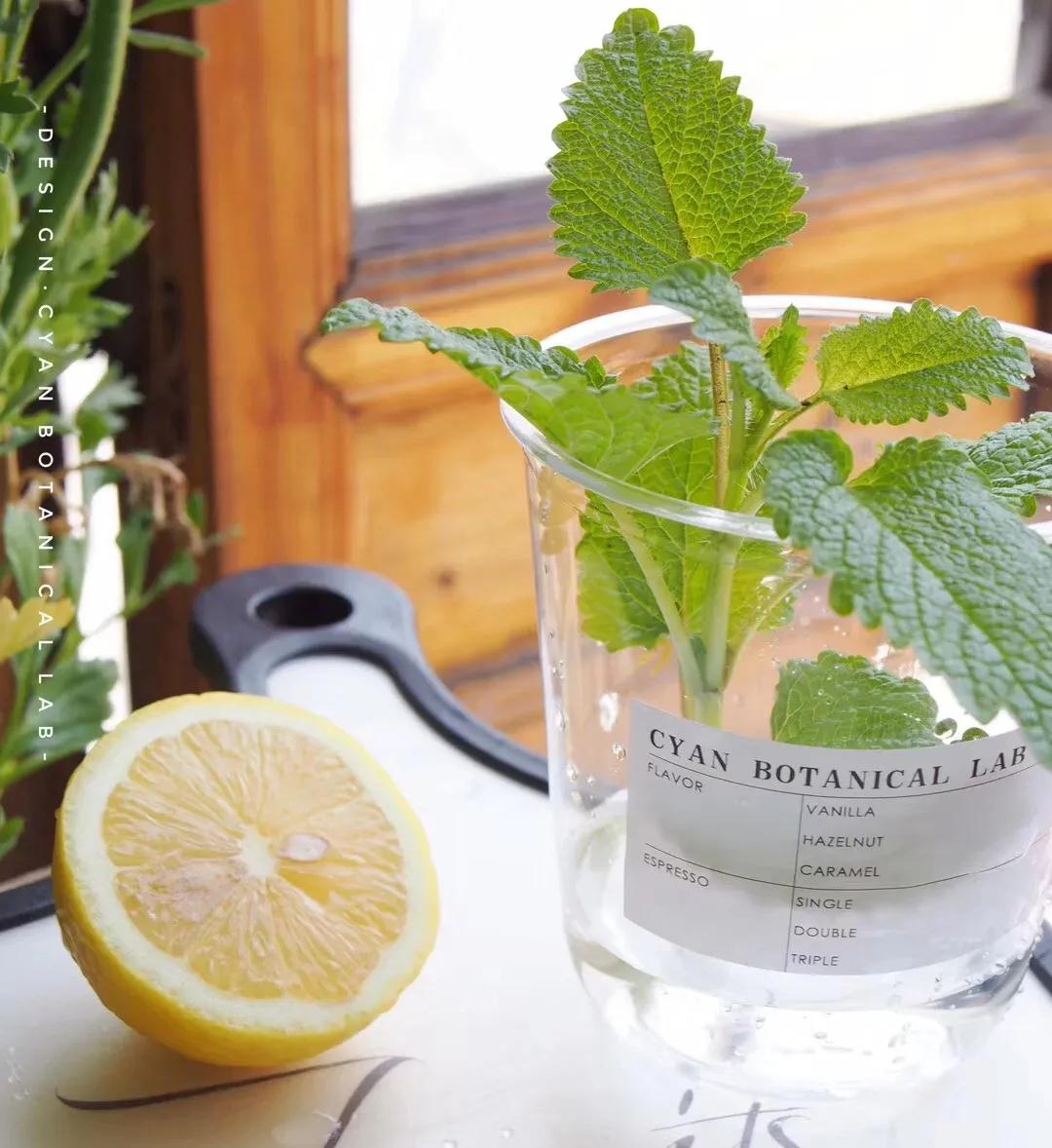 食用薄荷哪种最清凉,薄荷夏季必备的清凉佳品