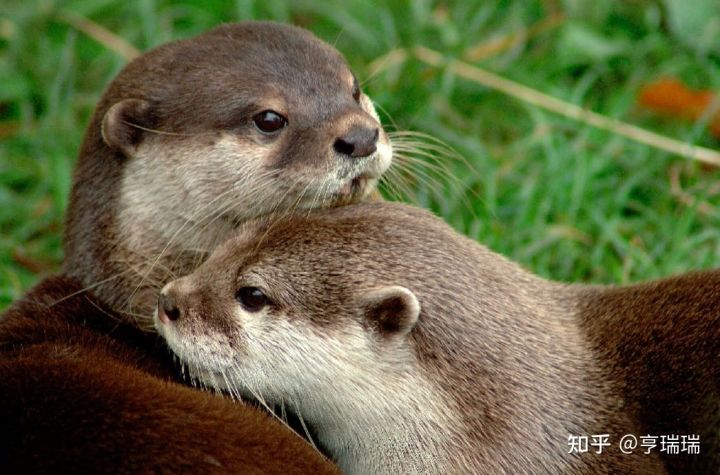 Matchbox系列：双水獭—纵横四海六十年，如今国内能体验