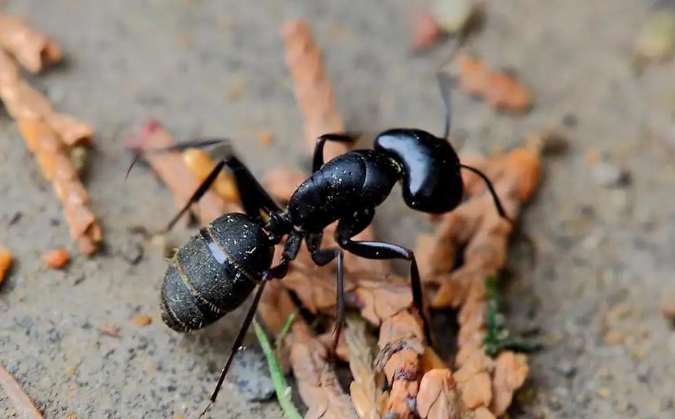 浙江“食蚁村”：人人吃蚂蚁，每天消耗百斤，蚂蚁越吃越多，为啥