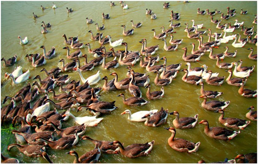 河南农业养殖物联网云平台,互联网养殖哪个平台最好