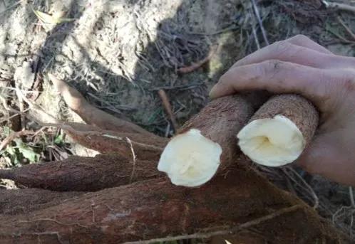 非洲人不种水稻，反而要大量种植能毒死人的木薯呢？抵不住产量高