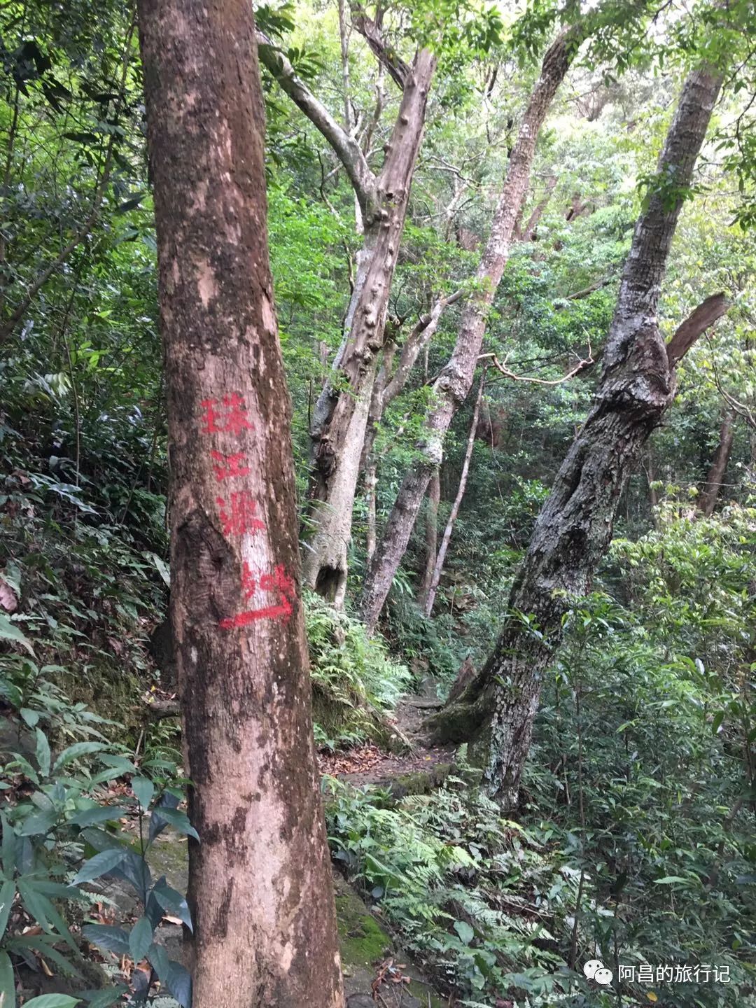 广西十万大山国家森林公园,广西十万大山国家森林公园图片