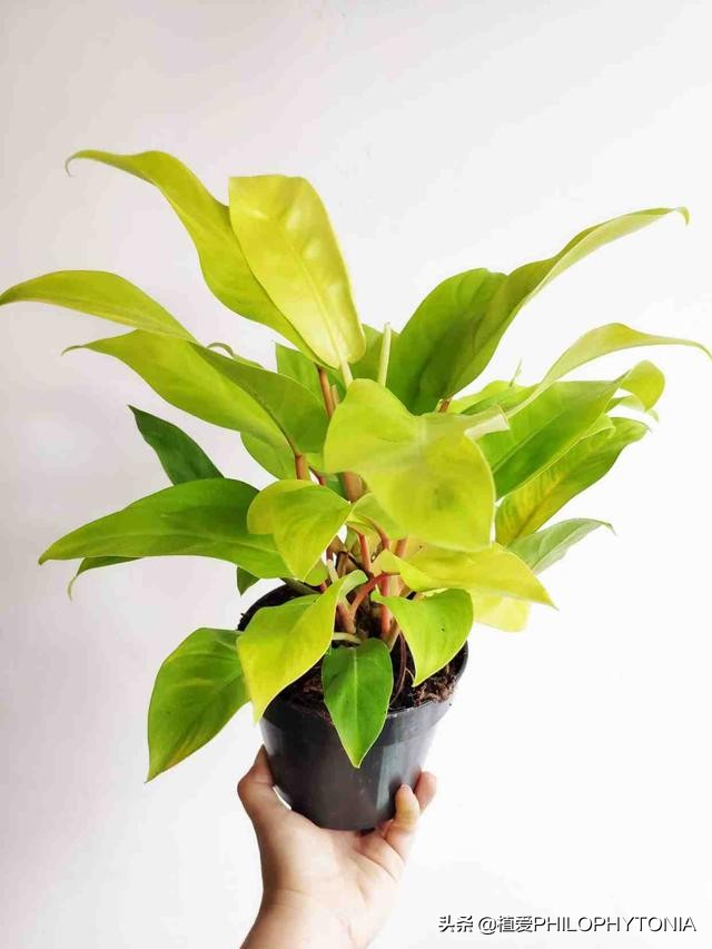 室内大叶片的植物有哪些,有颜色的植物适合室内养殖