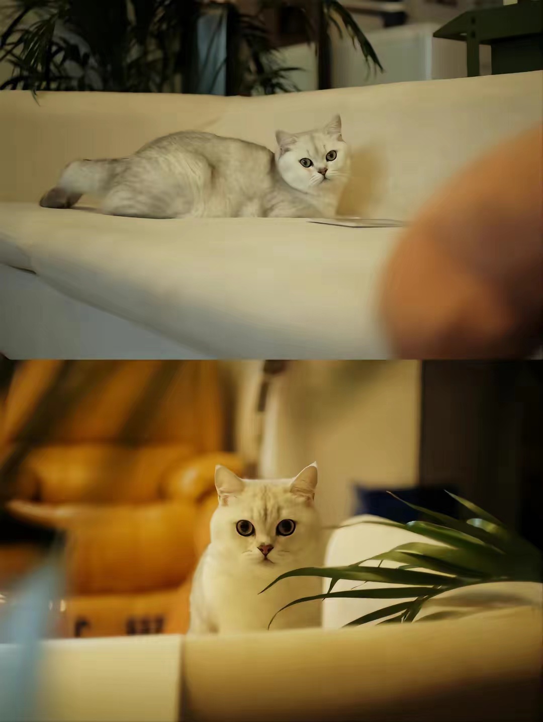 富士半画幅相机变焦头推荐,富士相机夜景镜头推荐