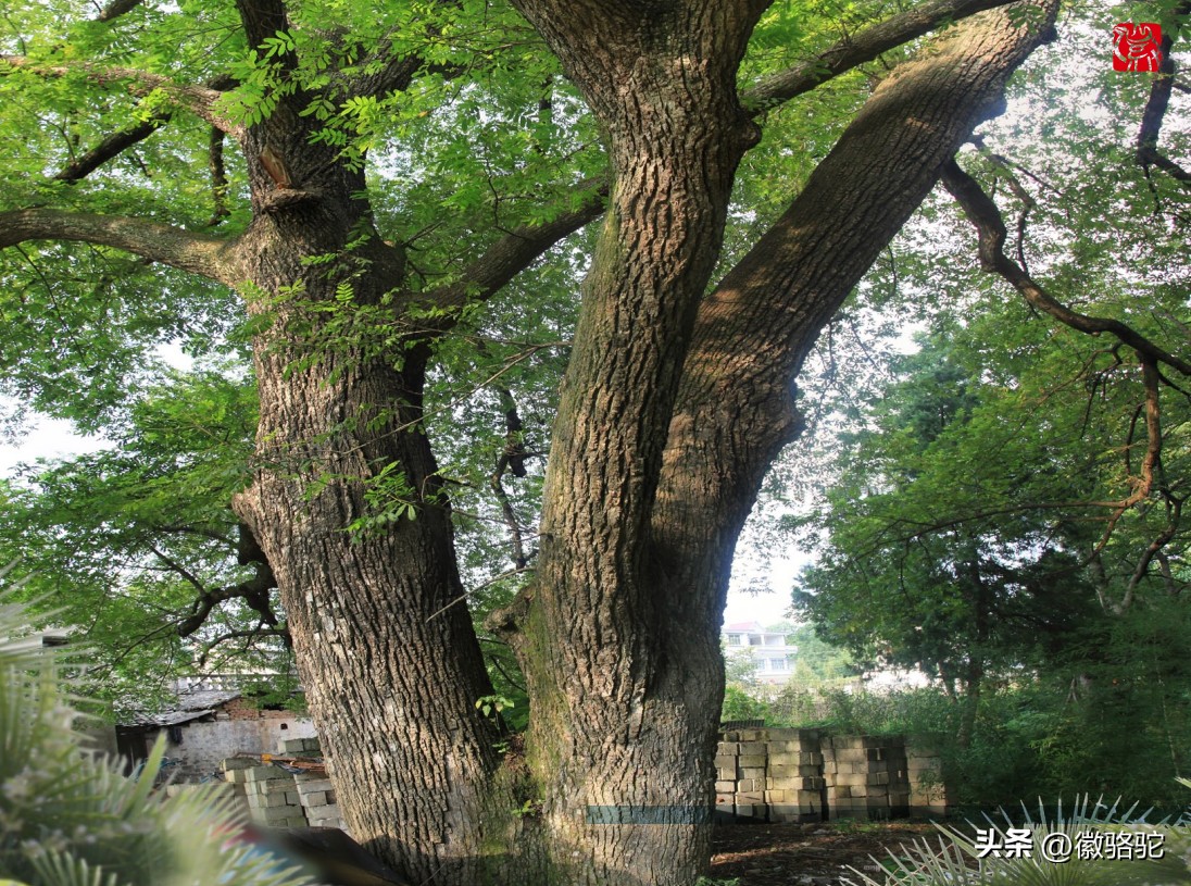 妈妈的槐花,妈妈的槐花歌曲