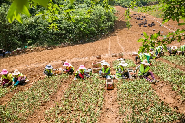 壮大村集体经济要发挥组织优势,壮大村集体经济促进共同富裕