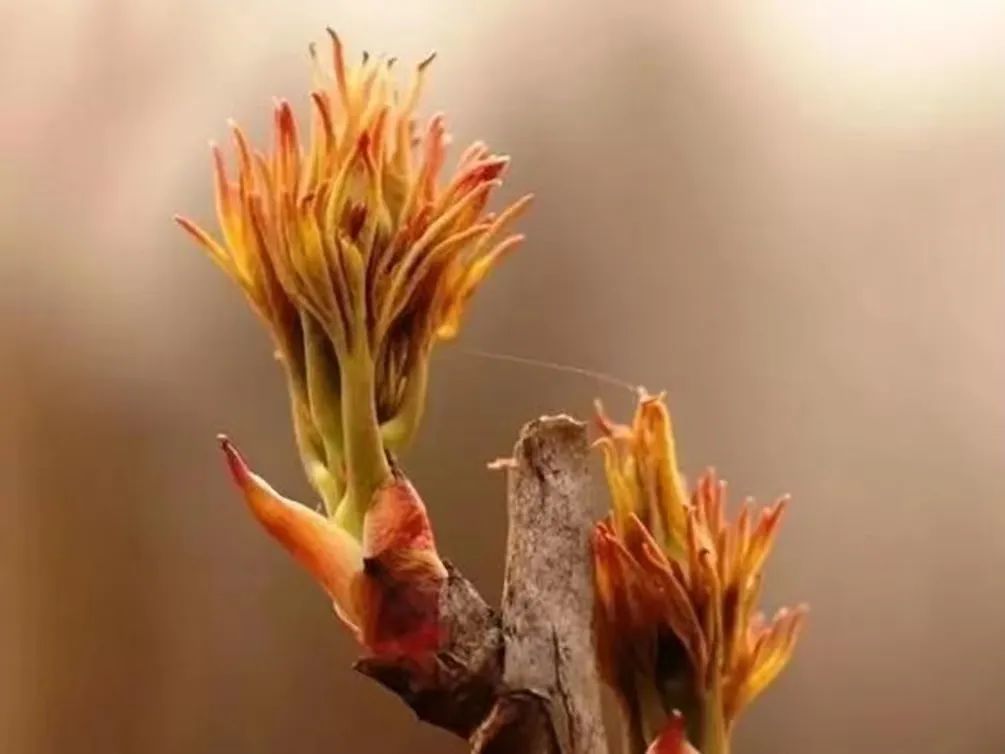 国色天香牡丹花魏紫,国色天香魏紫