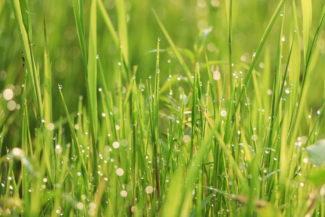 史上写草最绝的一首词，全词62字，没有一个草字，却句句是草