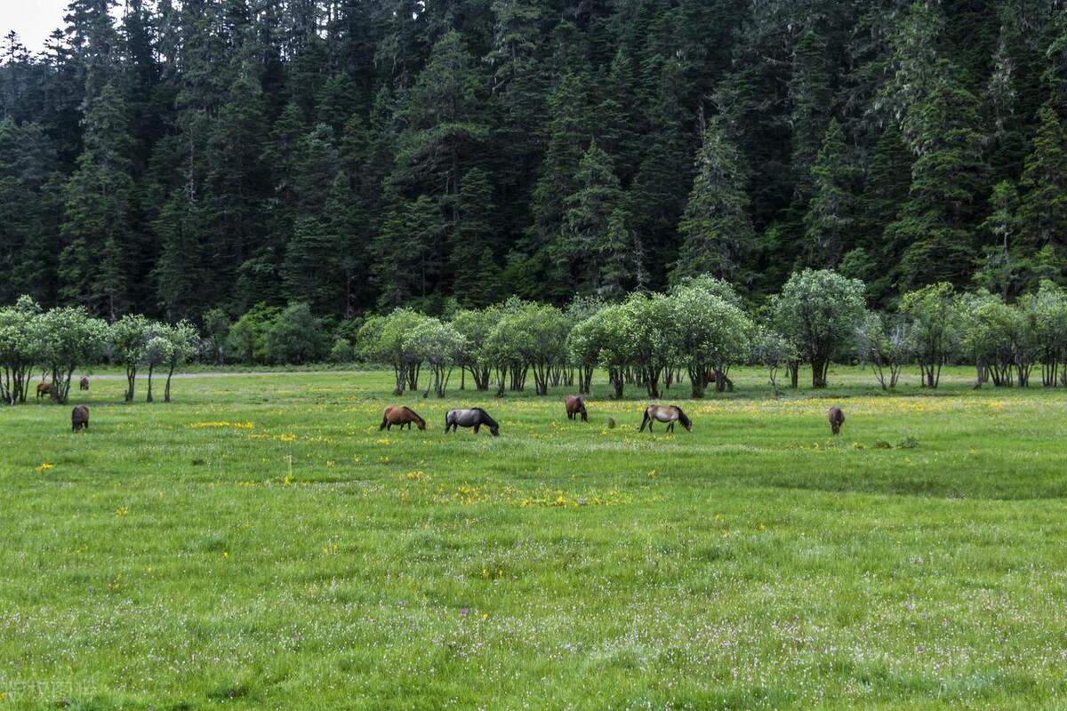 香格里拉最值得去的景点排名,香格里拉旅游必去的十大景点