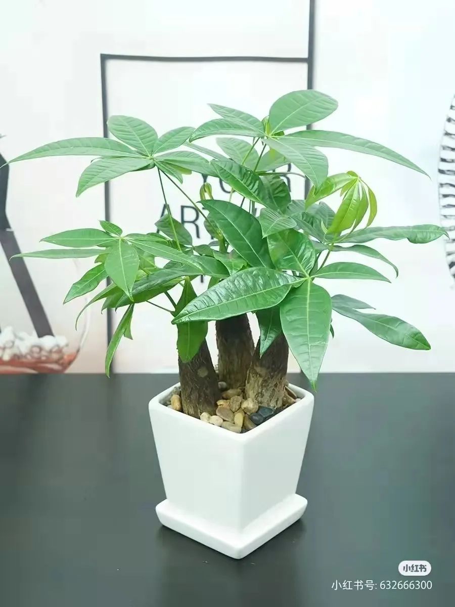 办公室必买的绿植,适合办公室的大型绿植大全