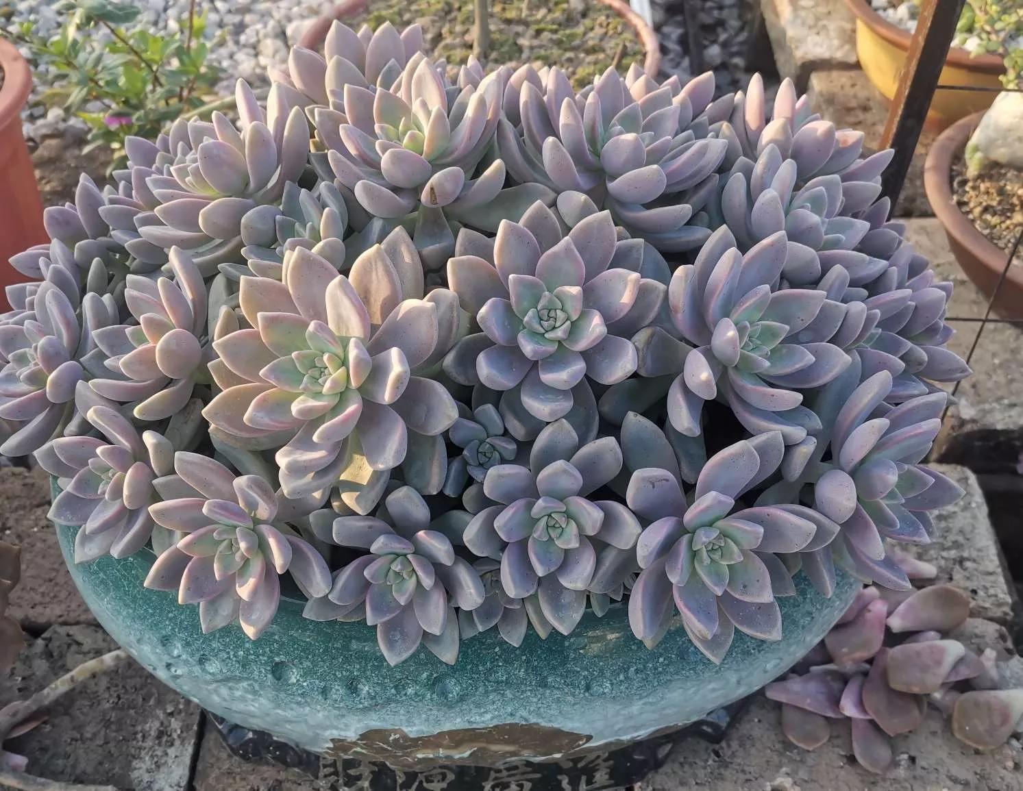 认识各种花卉名称,认识各种花的名字