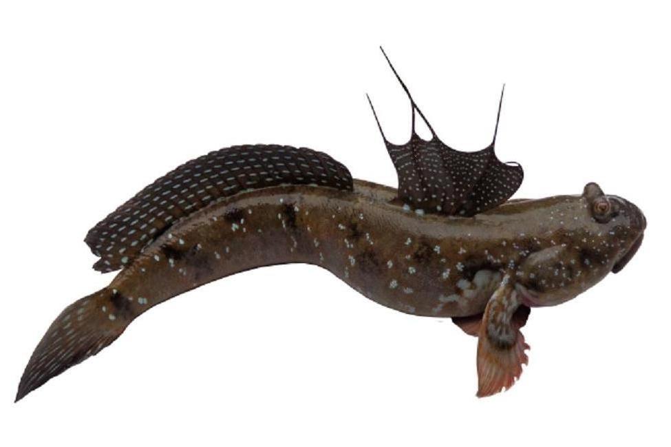 动物寿命最短的是哪种,地球上寿命最长与最短的十种动物