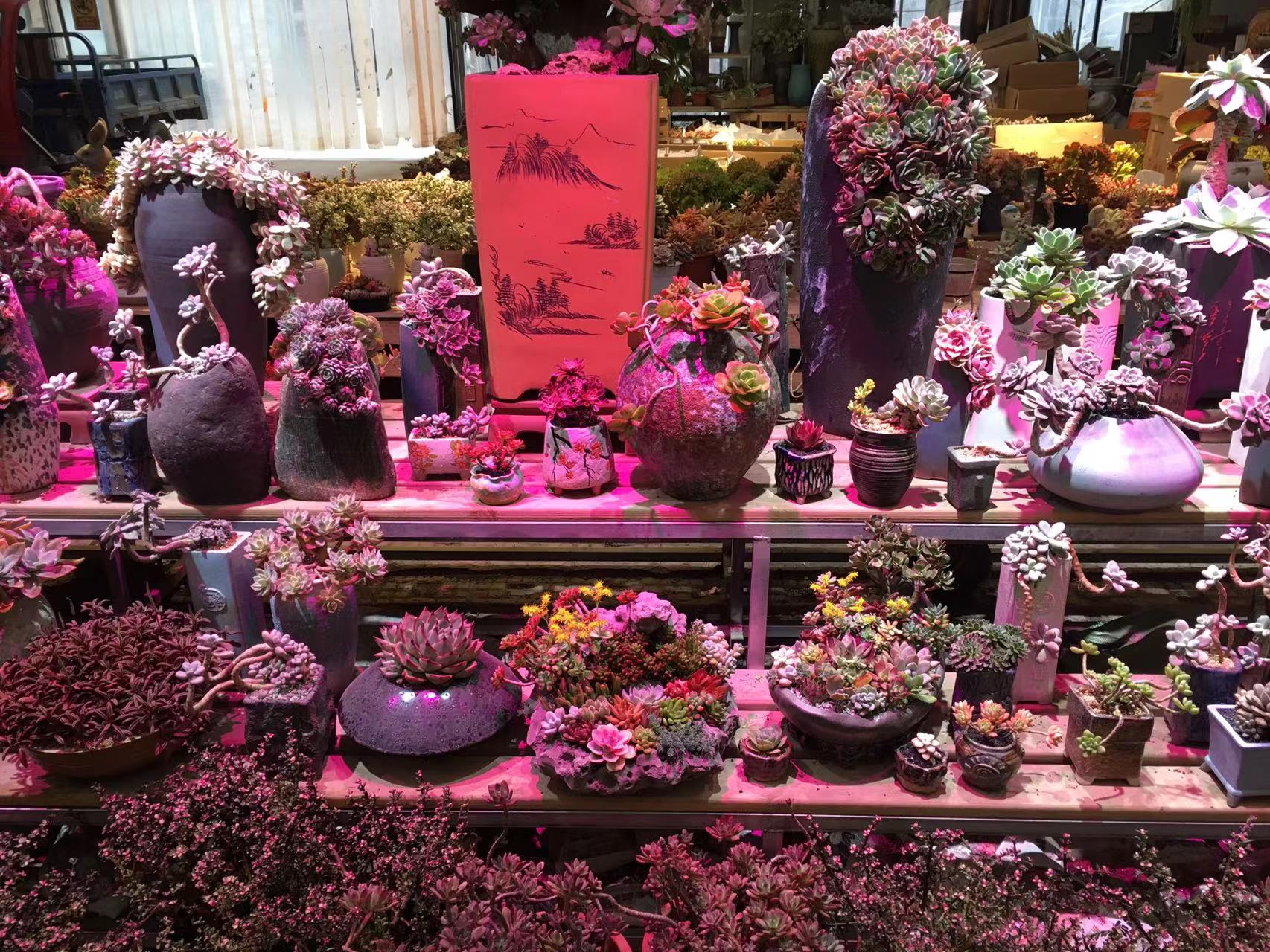 成都春天花卉市场哪里最便宜,成都温江区最便宜的花卉市场