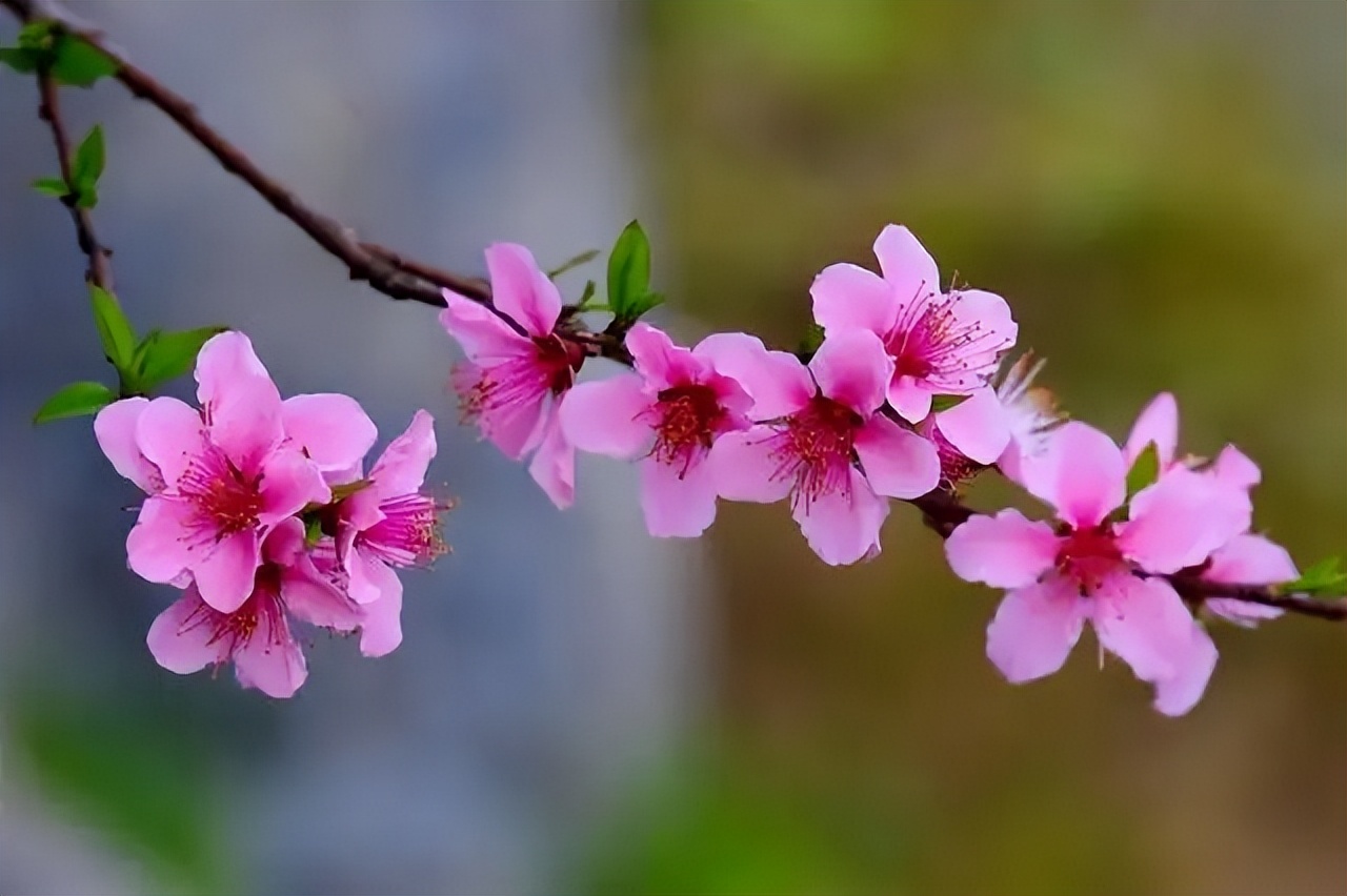 陶渊明诗中的桃花源在哪,陶渊明桃花源记中的桃源