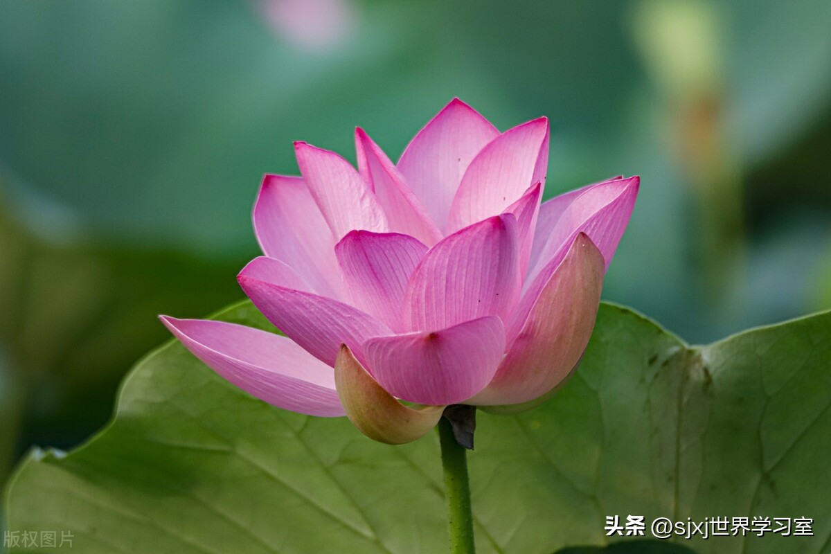 世界学习室创始人，大伟马林不是作家的作家