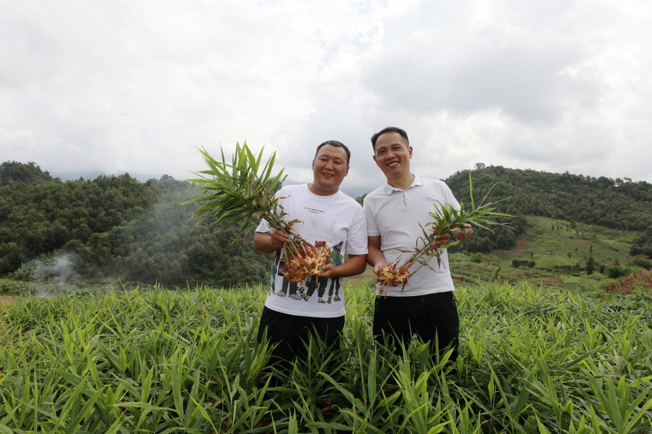 云南省文山州马关县韦铭：90后边境青年，返乡创业打“姜山”