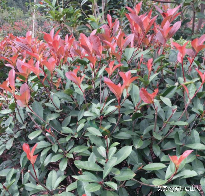 2024年最新苗木报价,2023年苗木行情什么样