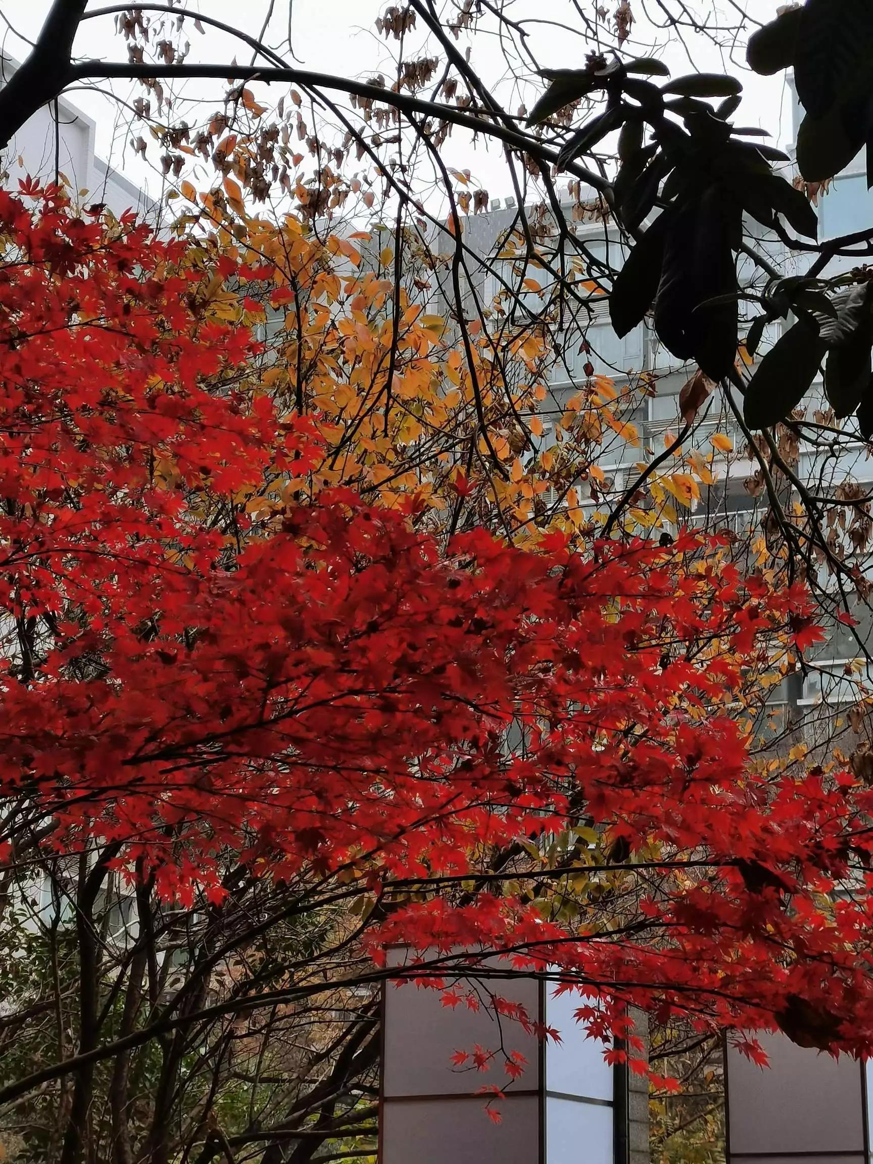 认识各种花卉名称,认识各种花的名字