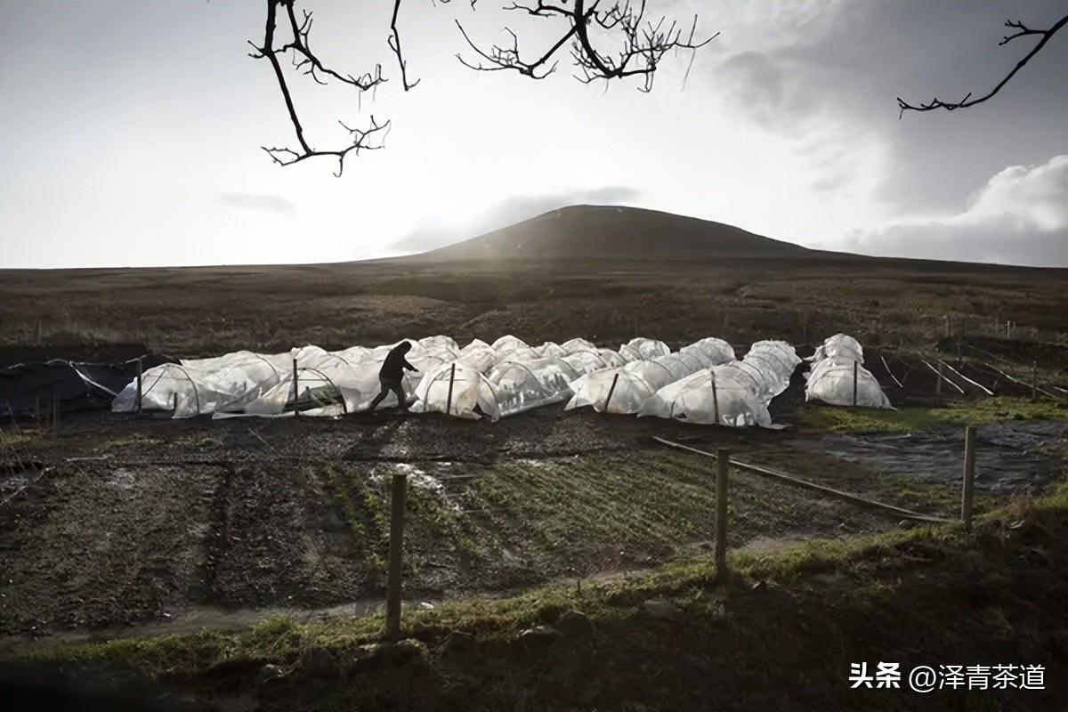 2022年茶行业未来发展与前景,未来十年茶行业的发展机会