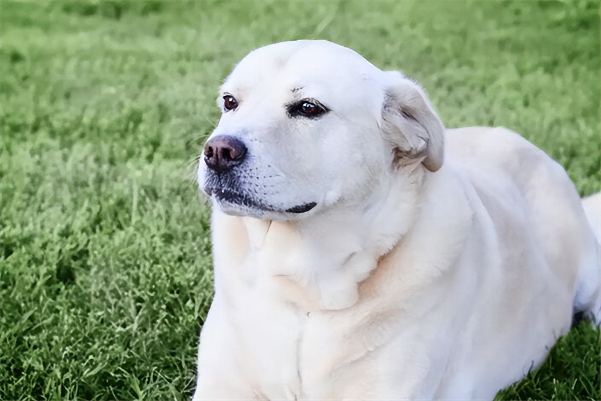 拉布拉多幼犬价格一般多少钱一只,拉布拉多幼犬多少钱一只市场价