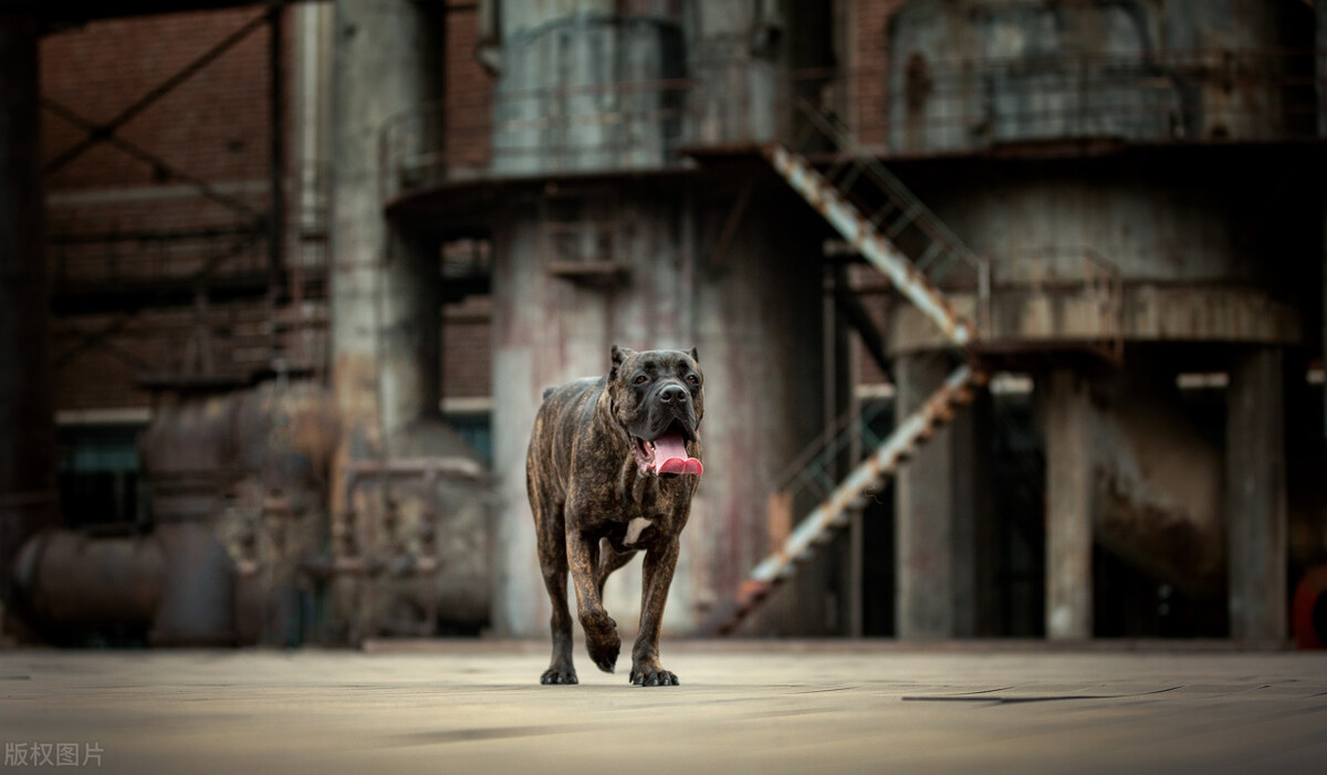 世界上最凶恶的狗子排名,十大世界上最凶狠的狗排名