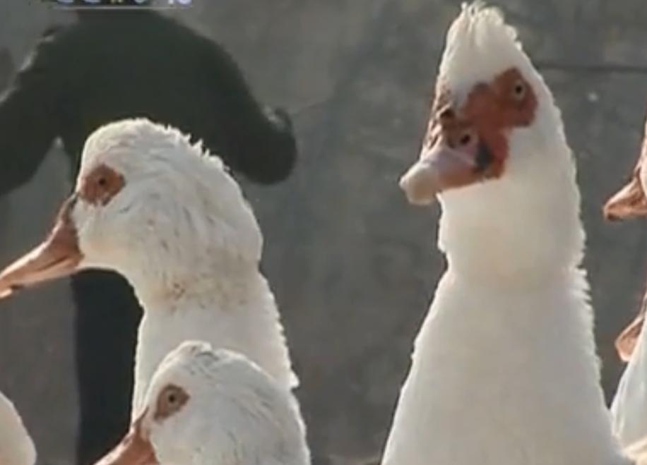 黑天鹅被盗事件,天鹅失踪事件