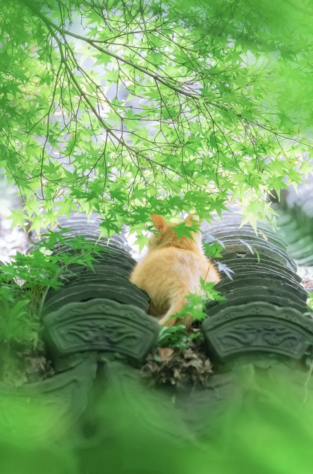 治愈系壁纸｜132张可爱小猫咪的样子