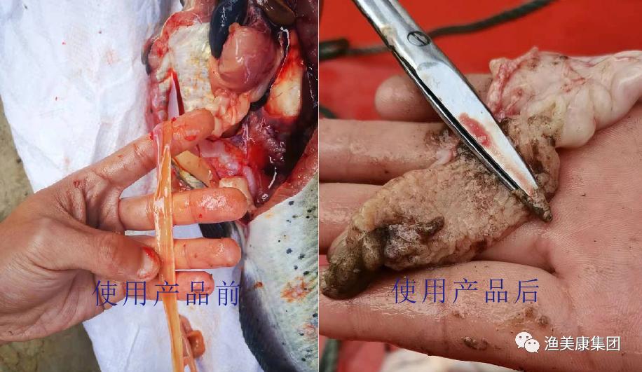 叉尾鮰鱼养殖出现的问题,叉尾鮰养殖成本与前景