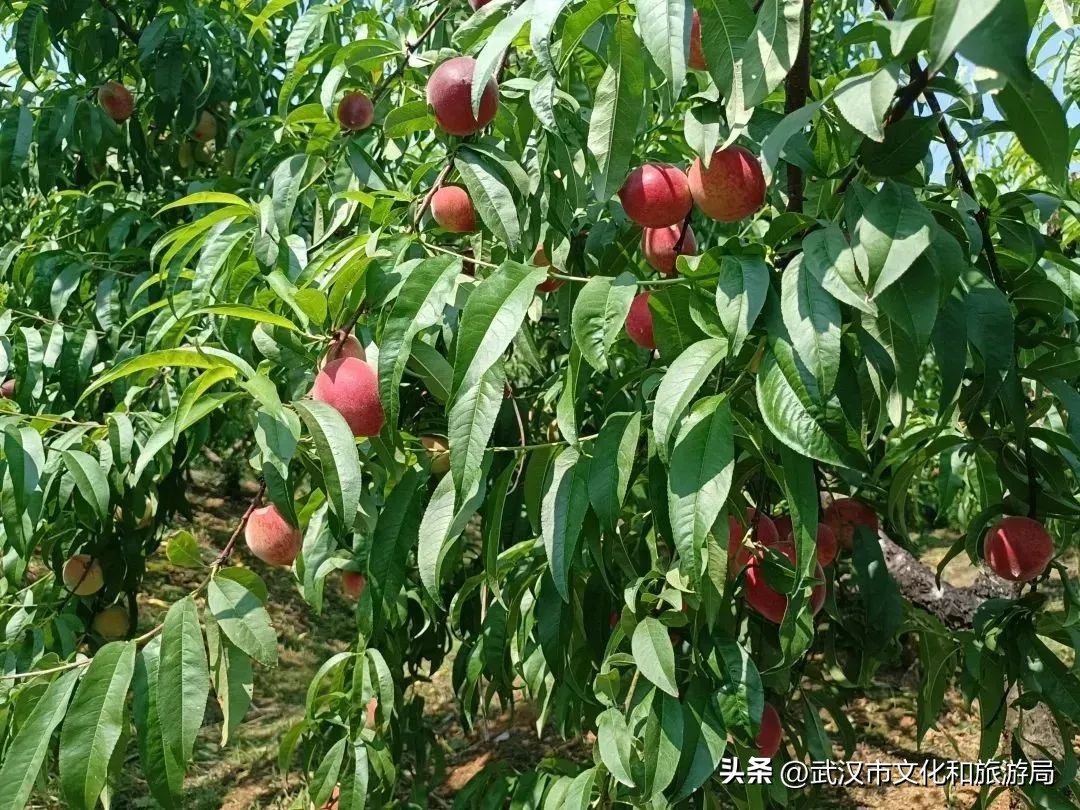 花朝河湾旅游景区本地人要门票吗,潘塘罗杨村花朝河湾景区最新消息