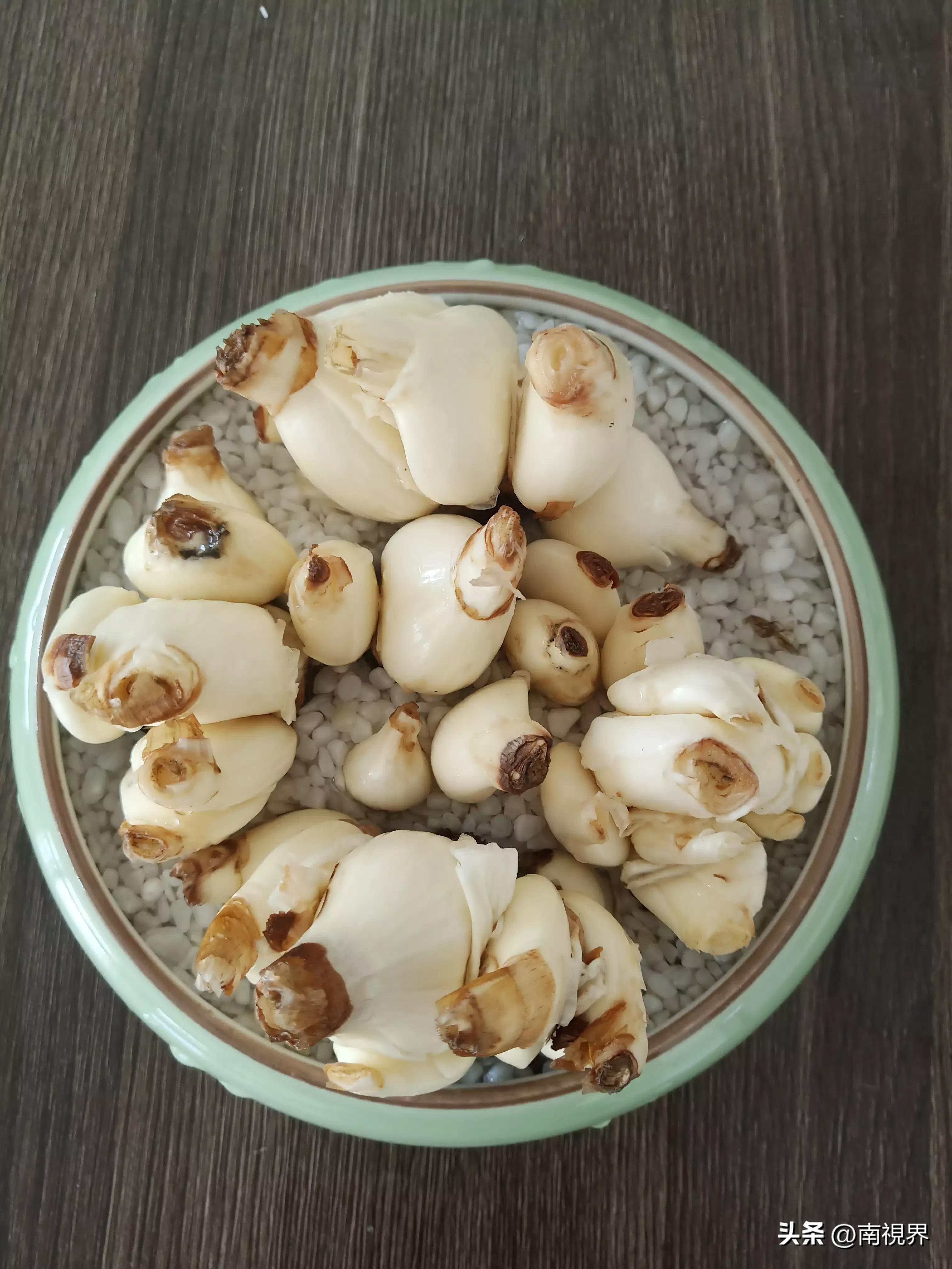 水仙随笔怎么写,水仙随笔绝美