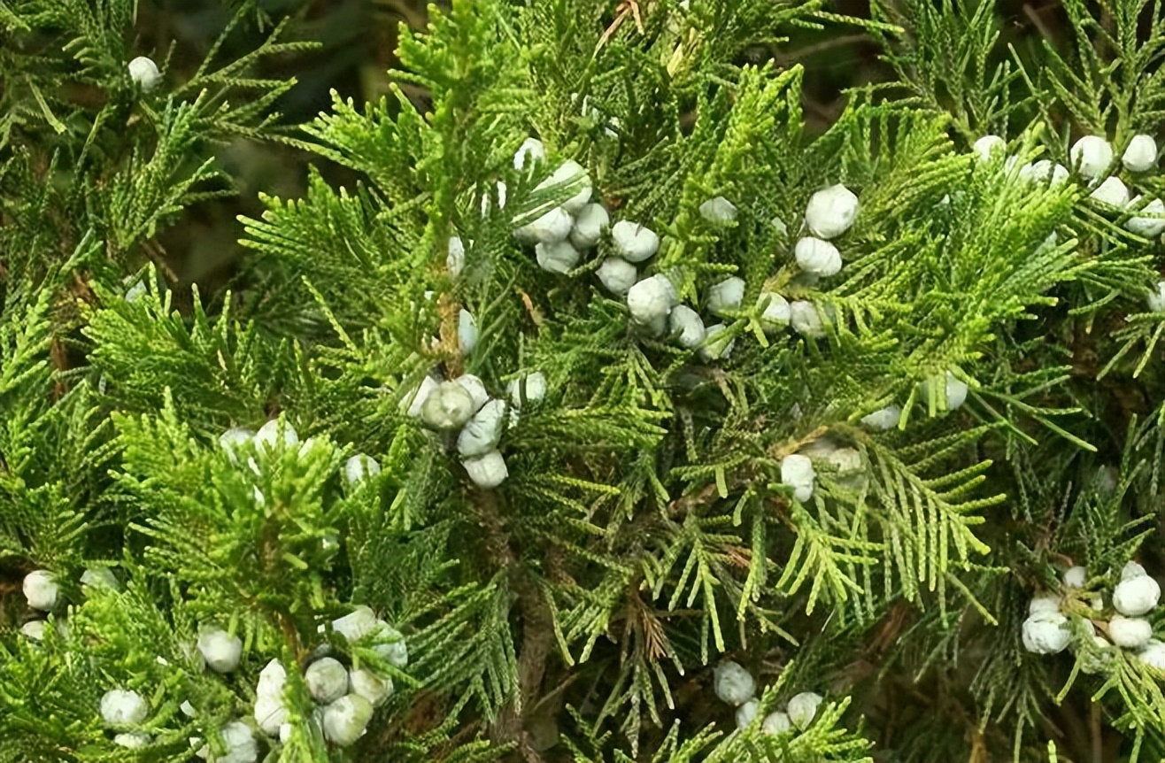 植物识别小口诀，总结的太全了！