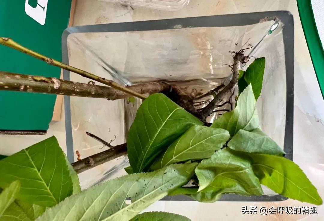 绿尾大蚕蛾吃什么,绿尾大蚕蛾饲养