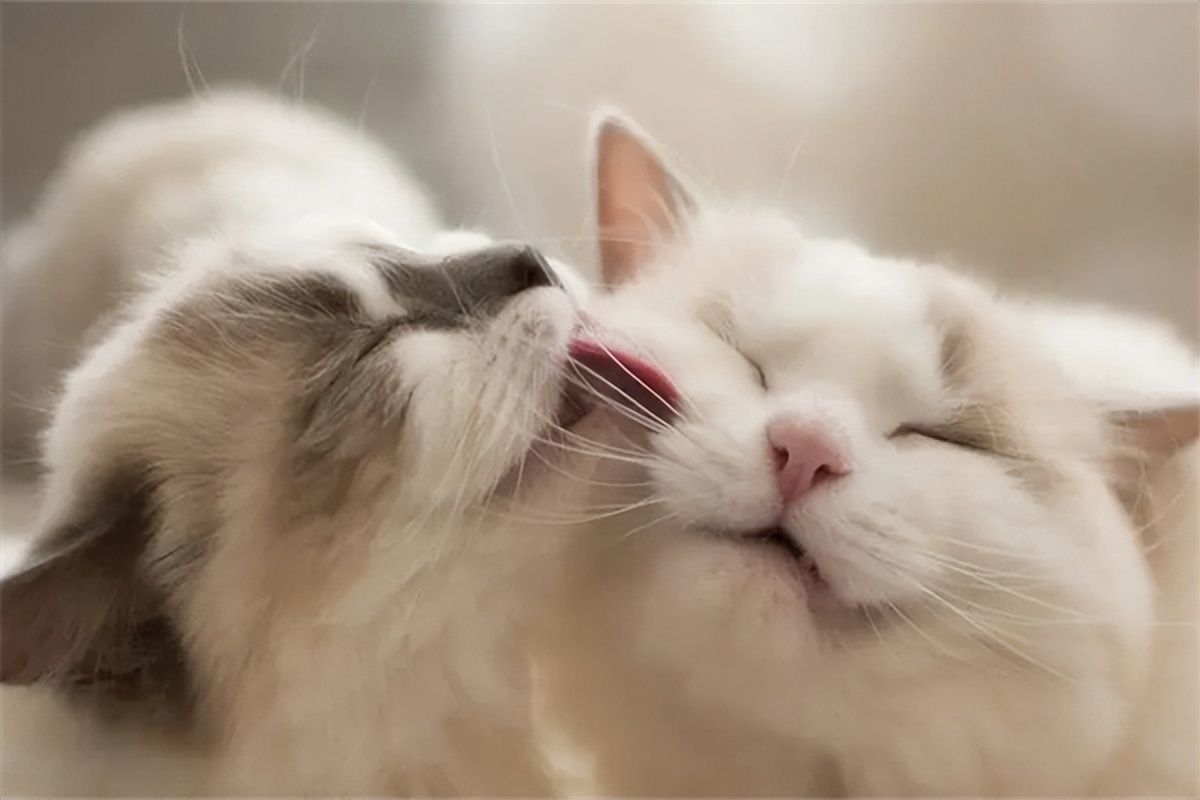 普安特驱虫药猫咪用了怎么样,普安特驱虫药猫咪吃了呕吐