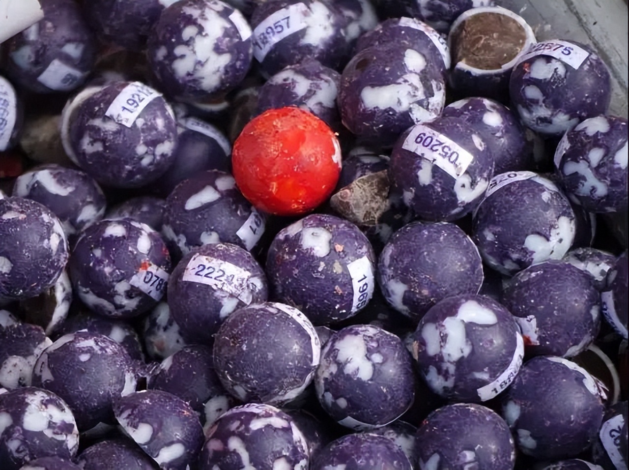 新西兰吉百利巧克力工厂,新西兰吉百利巧克力