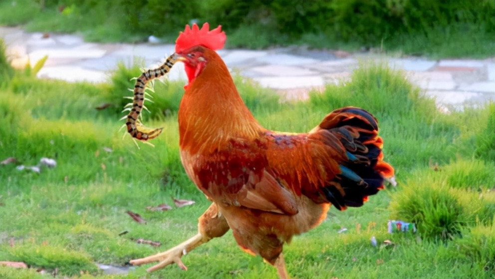 五毒之一的蜈蚣为什么害怕公鸡,蜈蚣怕公鸡公鸡怕什么