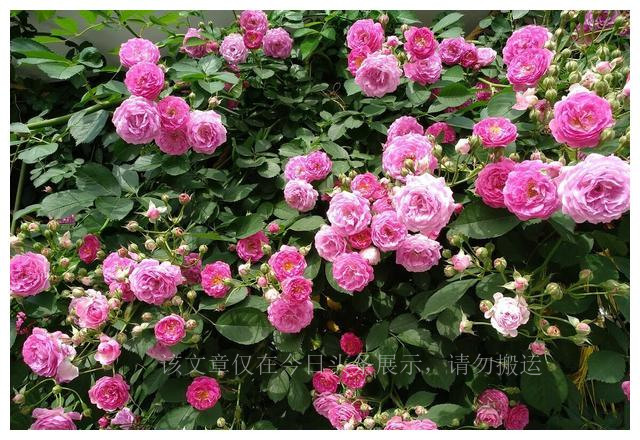 盘点我买过的假鞋,盘点我买过最坑的包