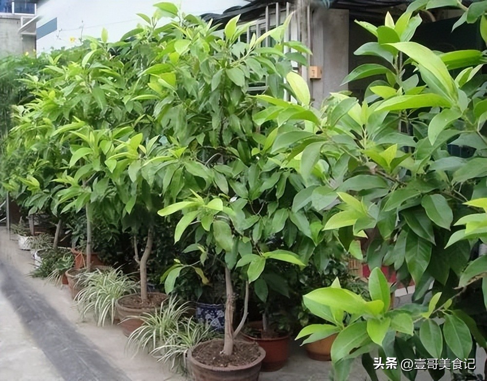 菜市场为什么会有假货,菜市场的东西都是正品吗